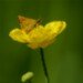 Skipper 140609